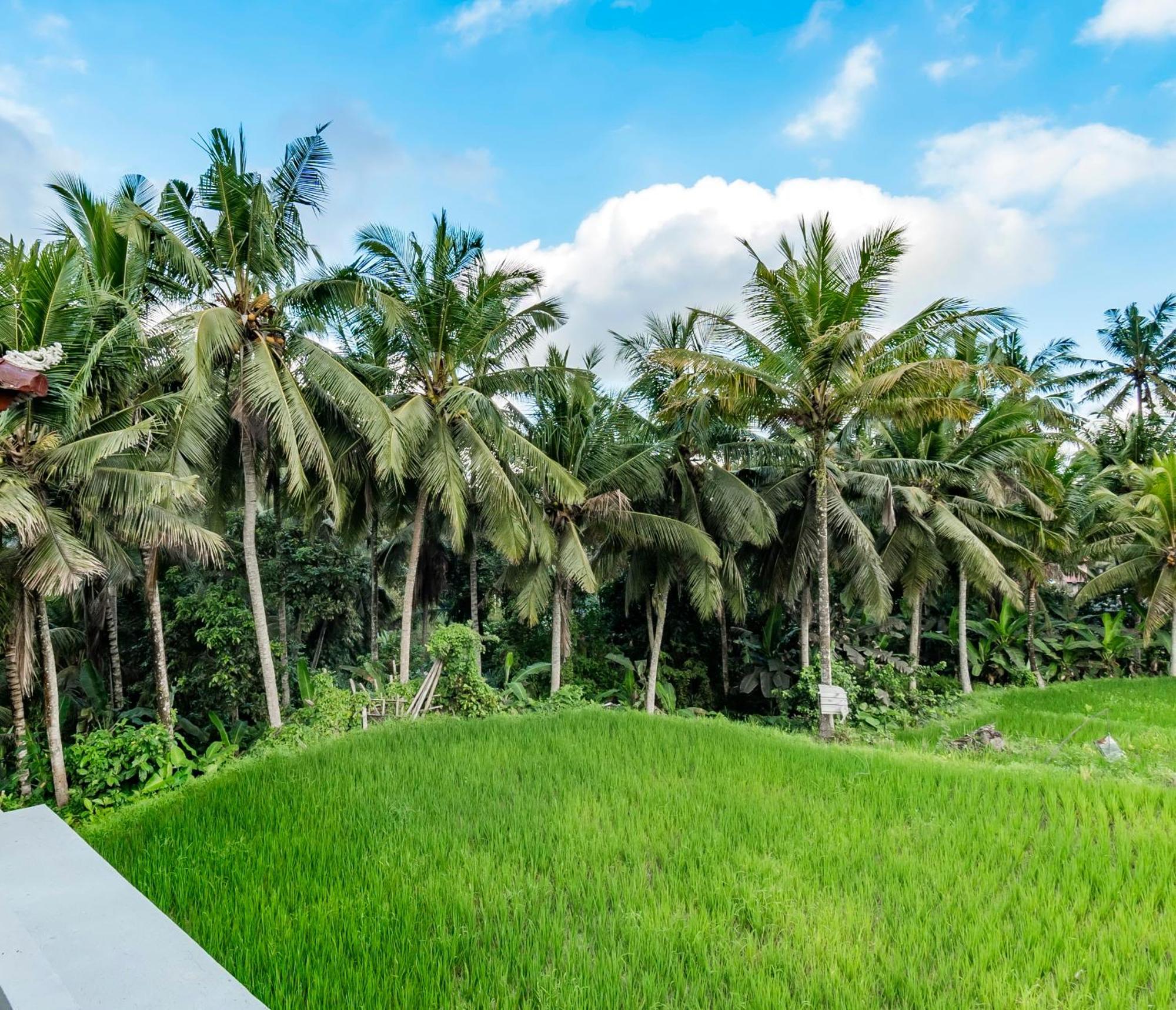 As I Am Ubud Retreat Bilik gambar