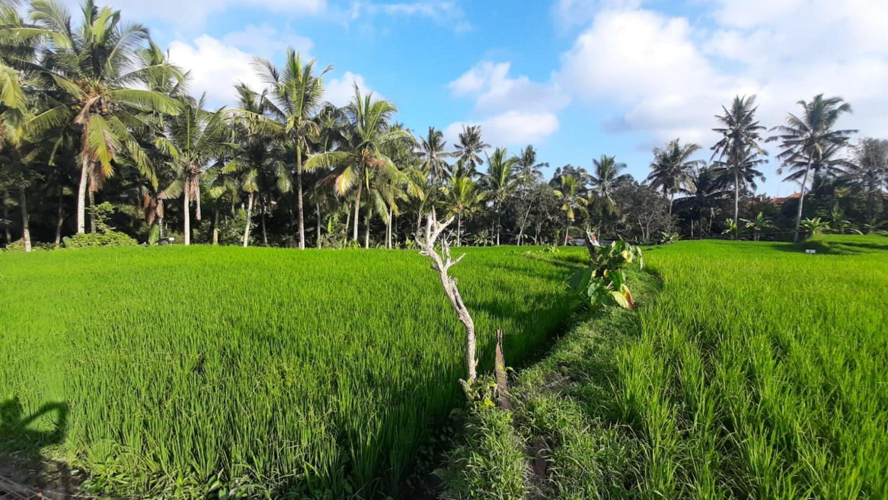 As I Am Ubud Retreat Luaran gambar