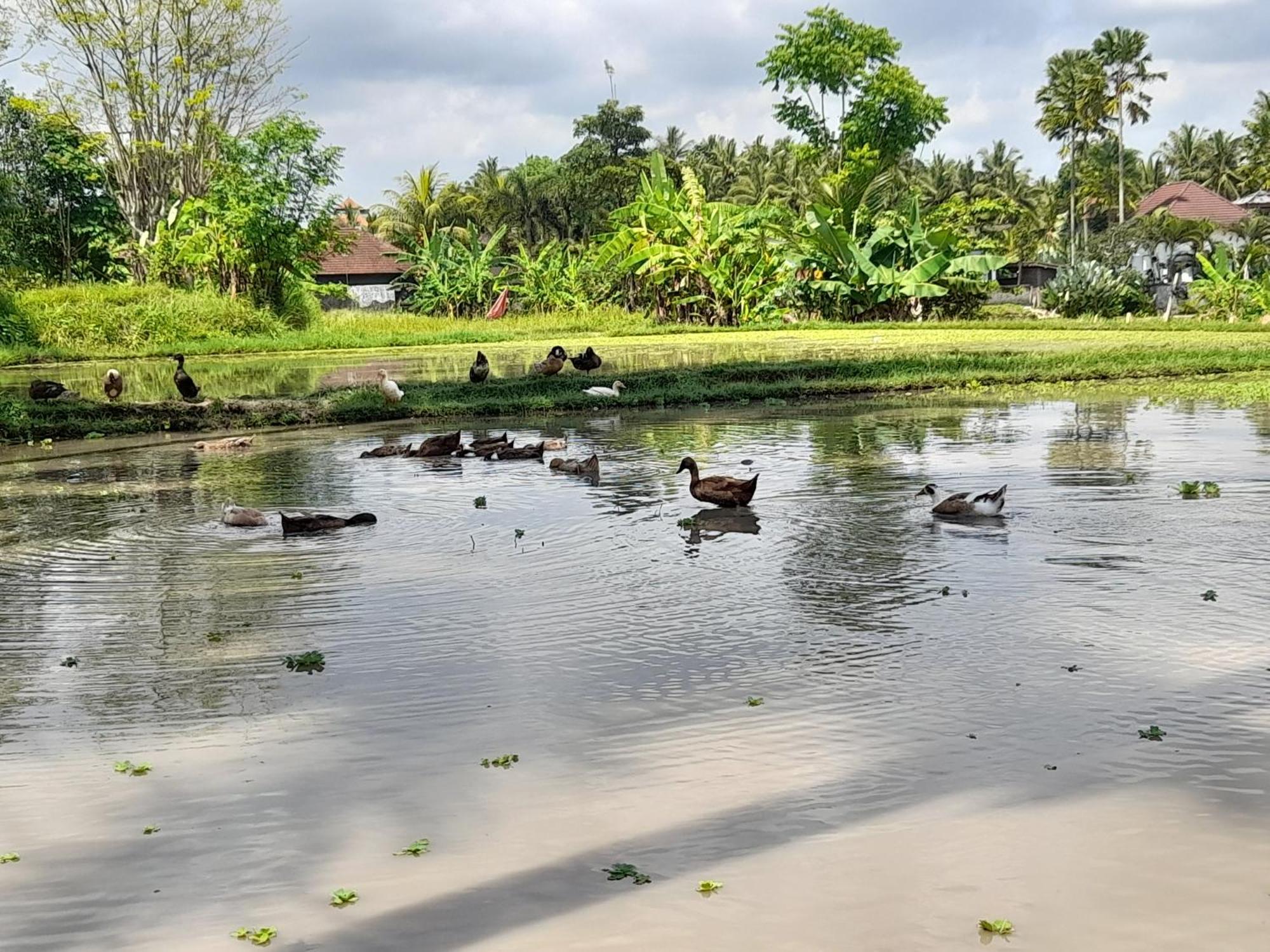 As I Am Ubud Retreat Luaran gambar